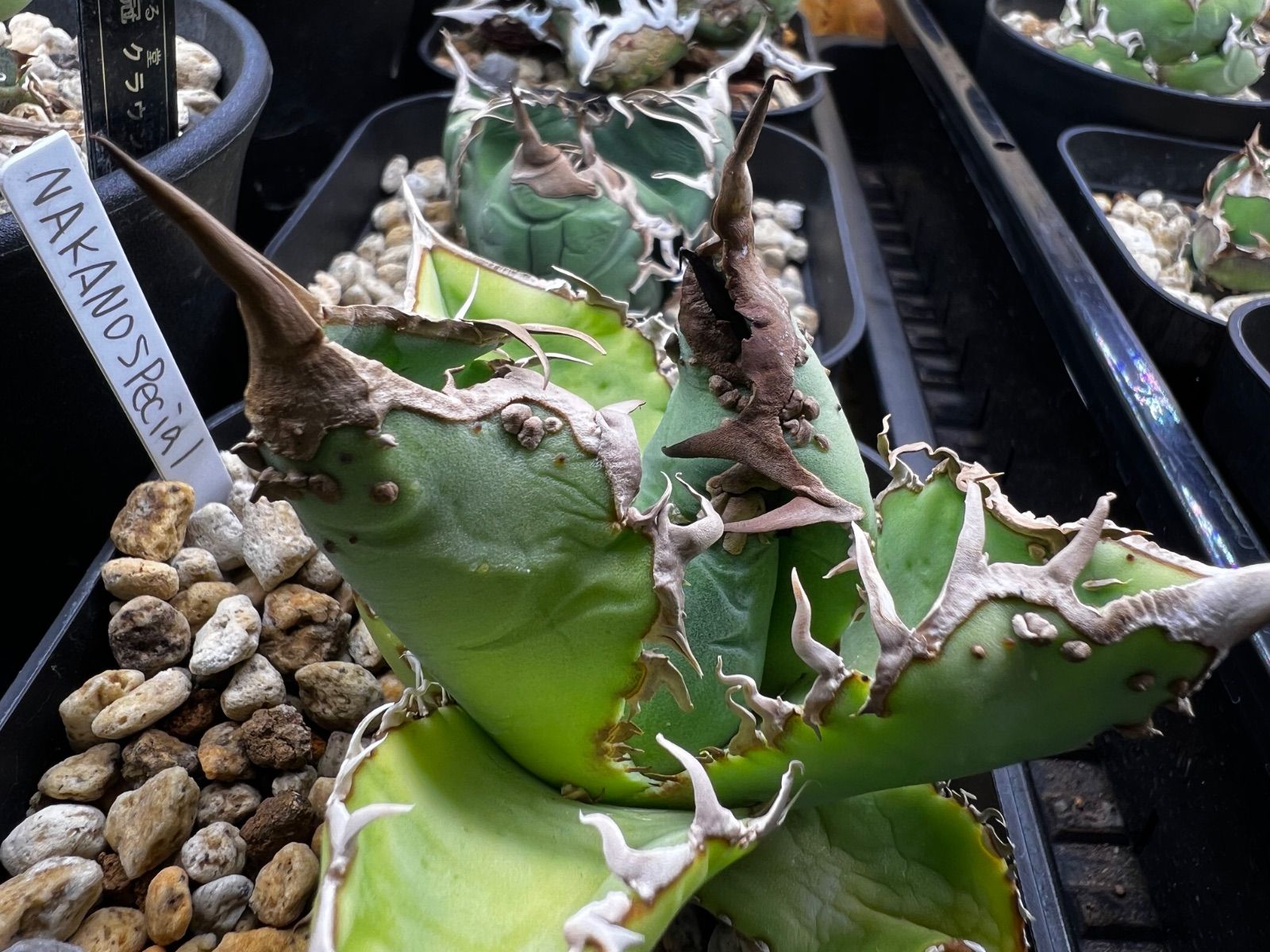 アガベ 超ぶつぶつ 親株出品 現物出品 Yahoo!オークション -「アガベ