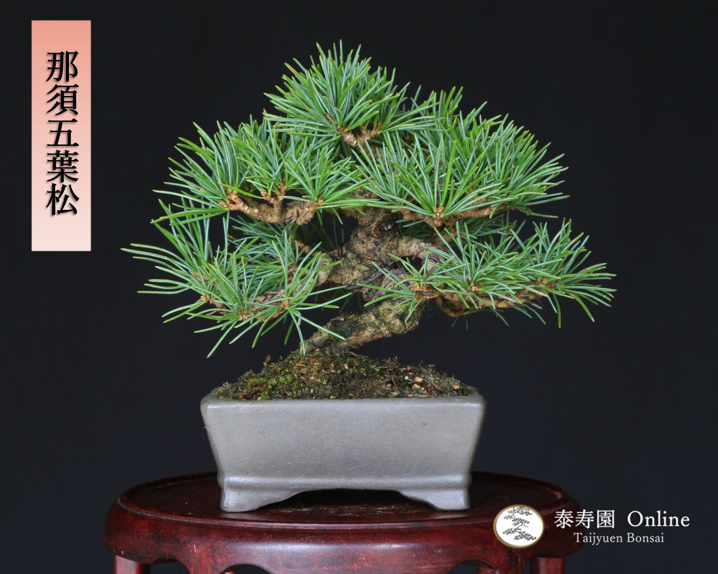 五葉松 那須娘 根上り