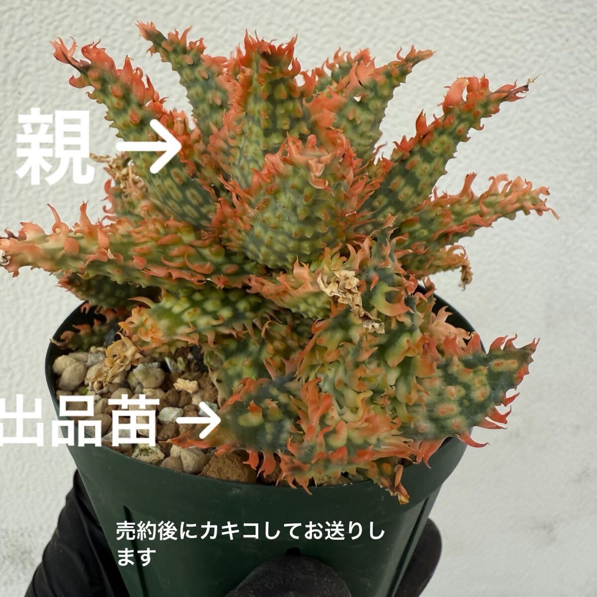 サボテン　フェロカクタス　赤鳳　× ピロサス　ハイブリッド サボテン フェロカクタス 赤鳳 × ピロサス ハイブリッド