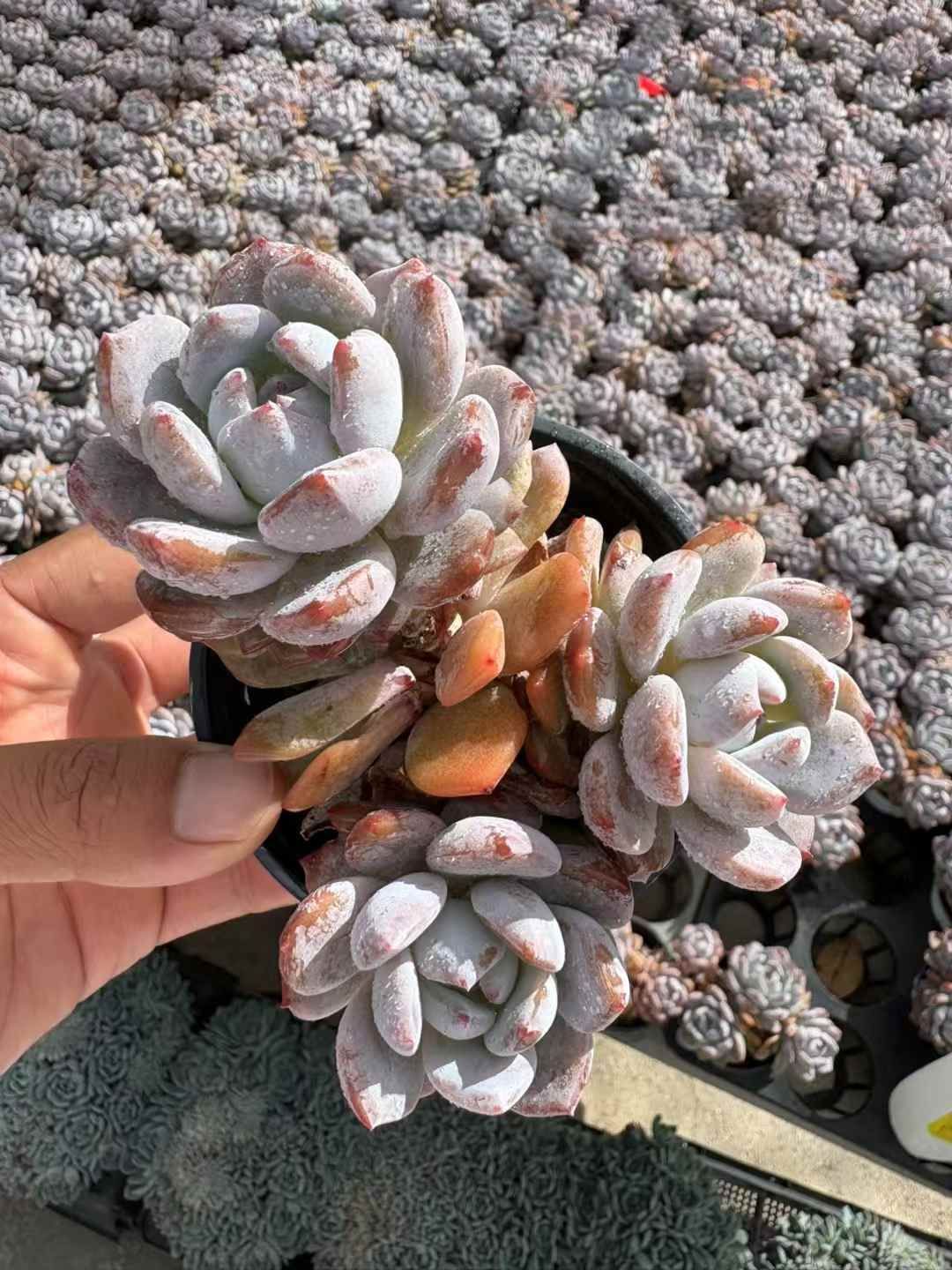 新発売 18株セット スタージェイド 抜き苗 高品質 多肉植物 佐川急便発送