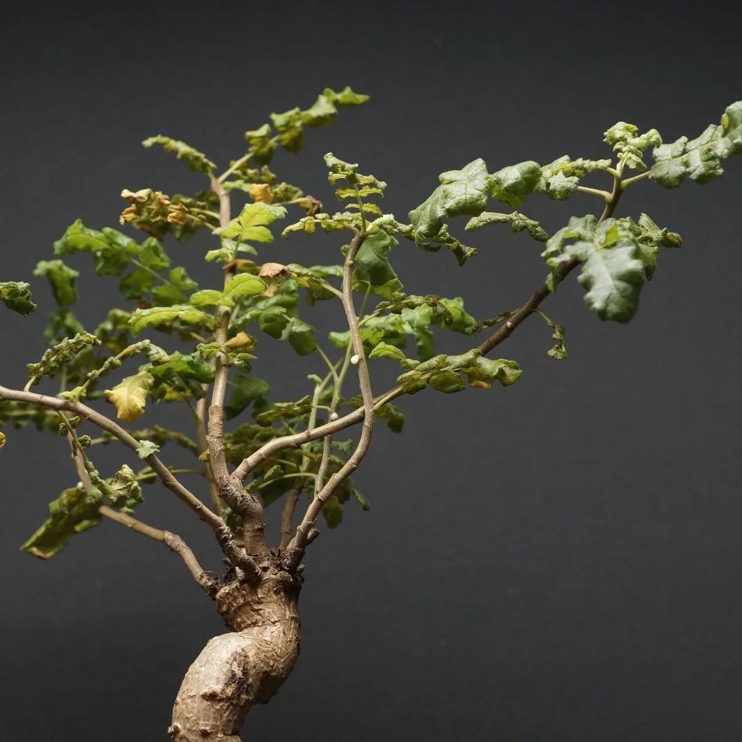 Boswellia sacra