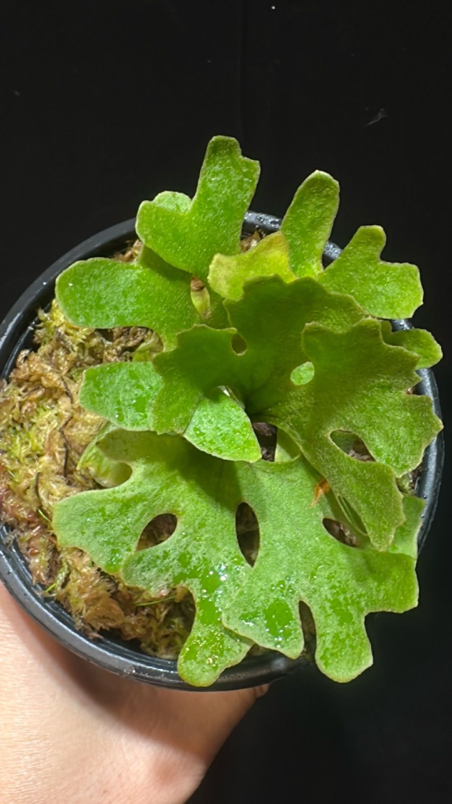 リドレイ　シルベリー　ドワーフ ビカクシダridleyi Dwarf Silveryリドレイ ドワーフシルベリー 【公式