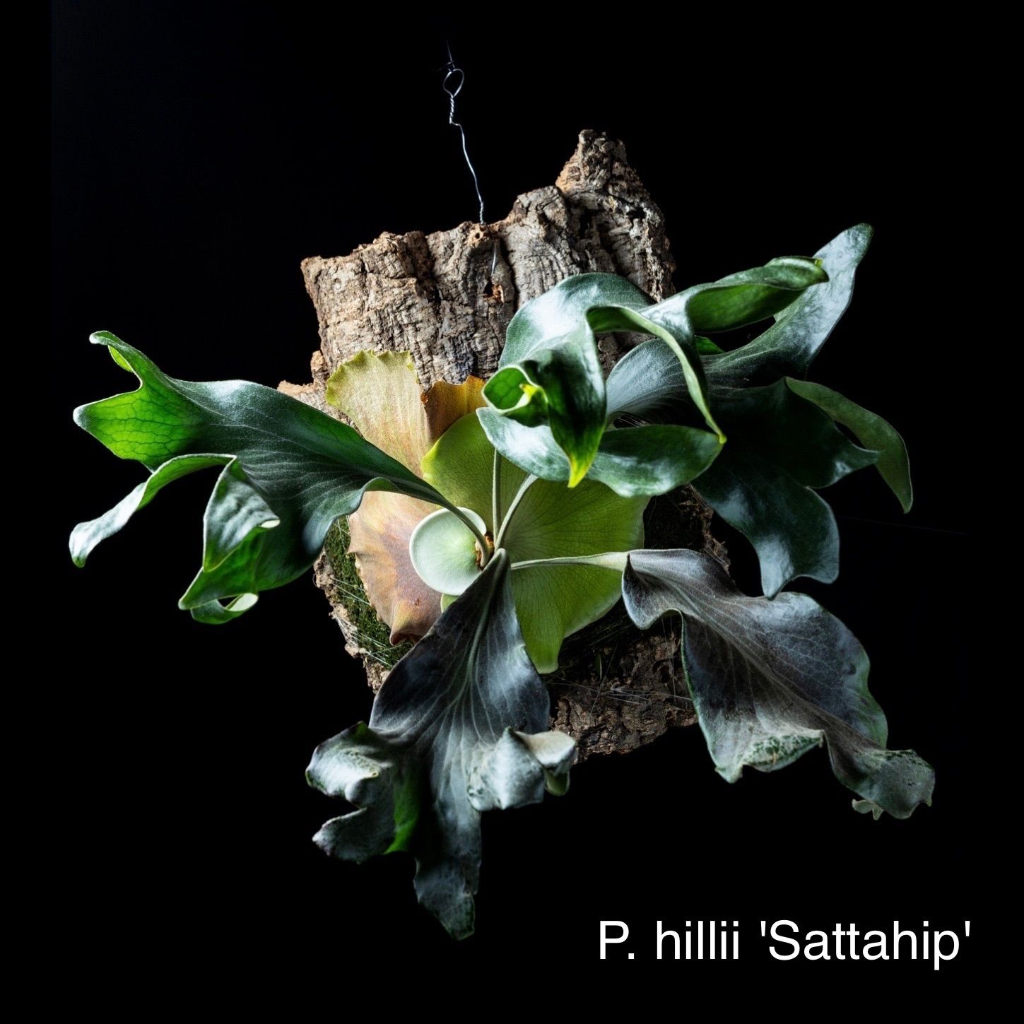 P. hillii 'Sattahip' サッタヒップ　サタヒップ　ビカクシダ　胞子　pd8s コウモリラン　ウィリンキーヒリー　リドレイ　多肉植物