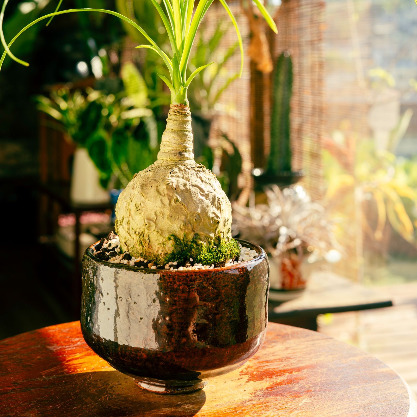 週末タイムセール 】トックリラン ノリナ ポニーテール 塊根植物 楽天