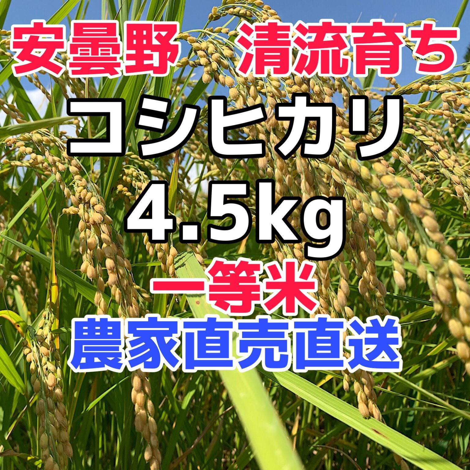 最大71%OFFクーポン R4年産安曇野産自家製 ad-naturam.fr