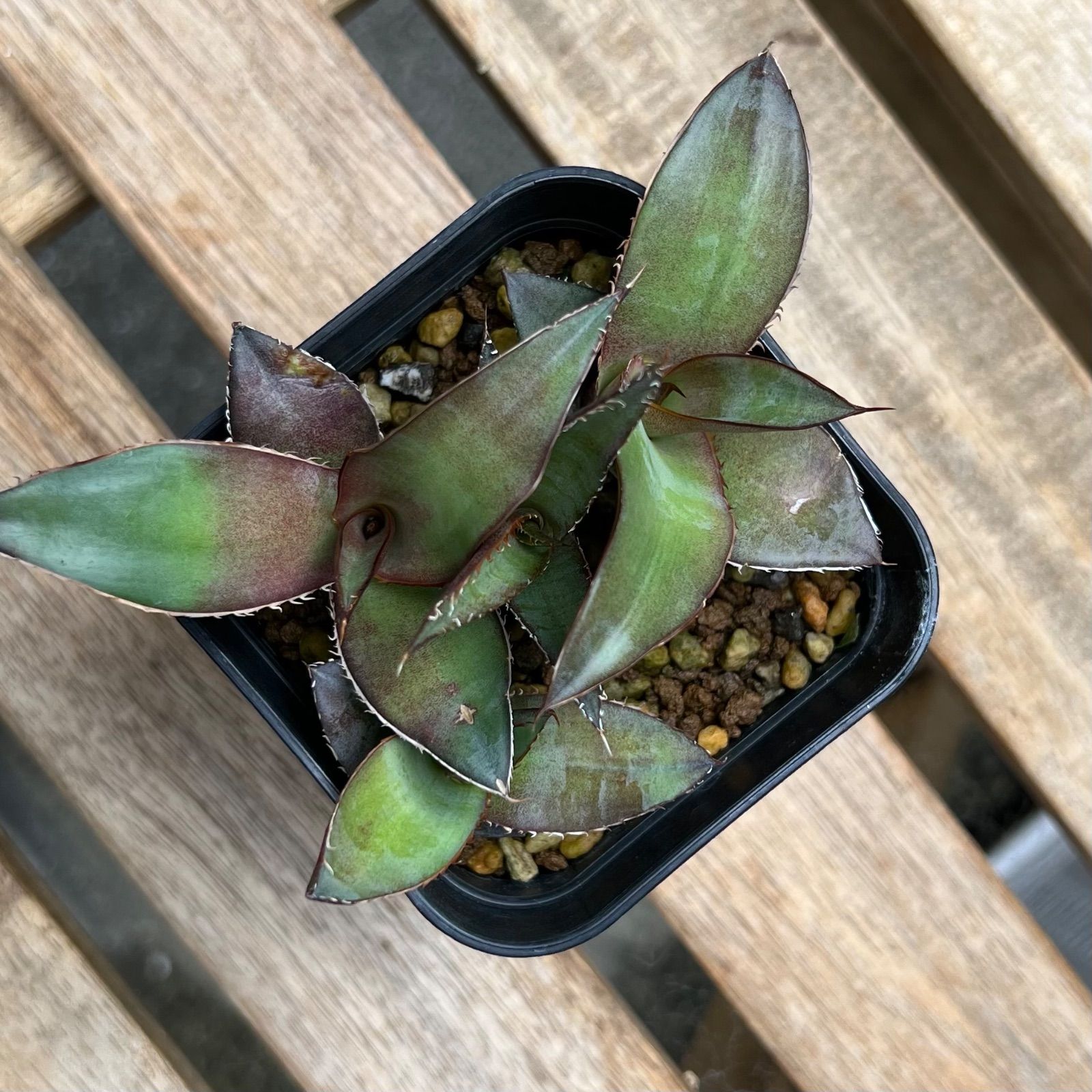 アガベ チャザロイ 実生 ◇◇ アガベ チャザロイ ◇◇ Agave chazaroi