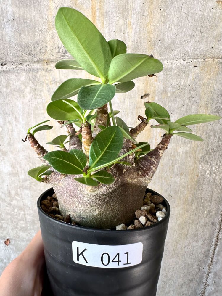 現品限り】アデニウム・アラビカム ブラックスキン【K41
