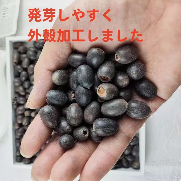 ミニハスの種 茶碗蓮 ハスの種 屋内外植付け可能 蓮の種 お得な値段