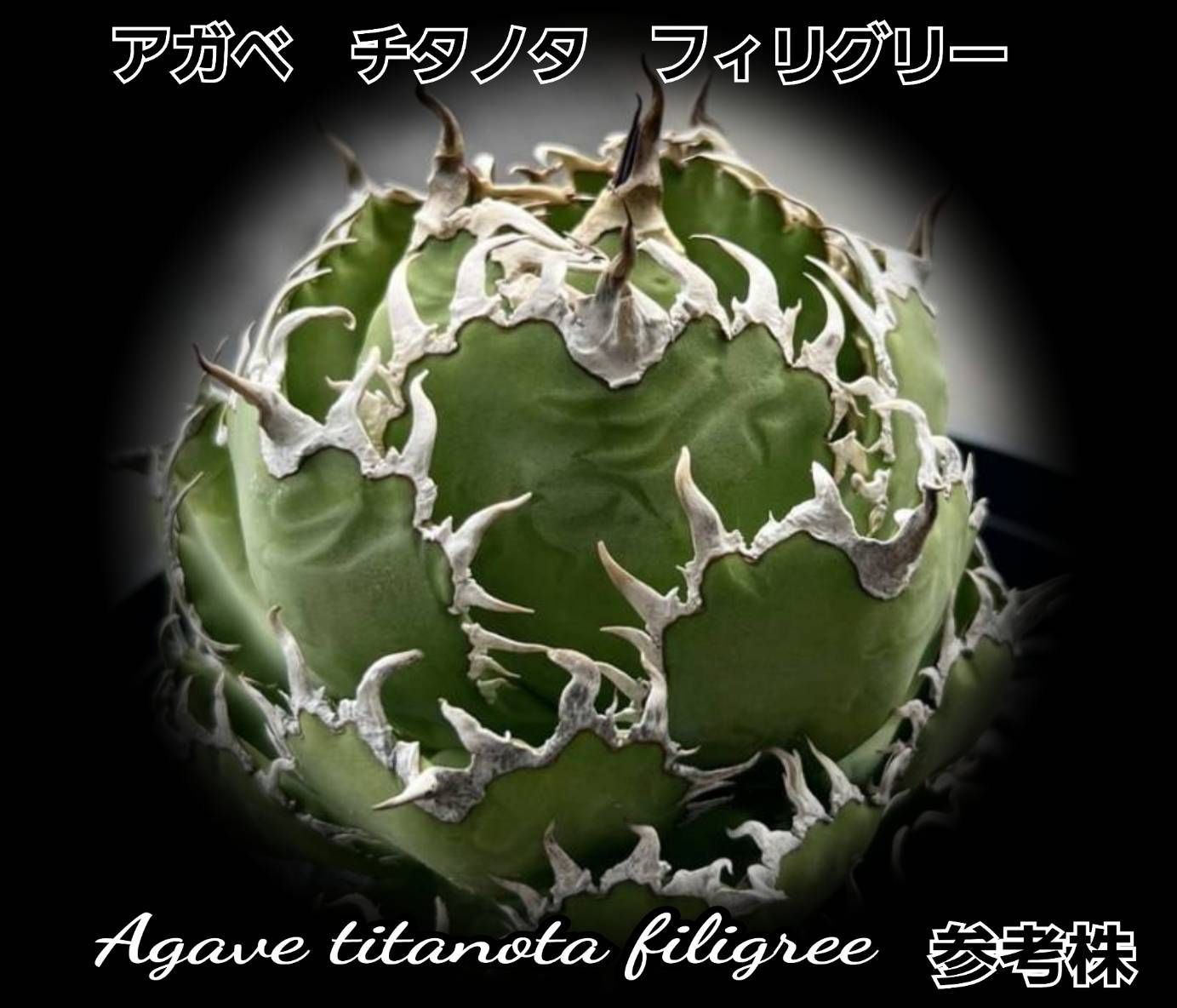 アガベ チタノタ フィリグリー 優良血統厳選 細くてうねった鋸歯が特徴