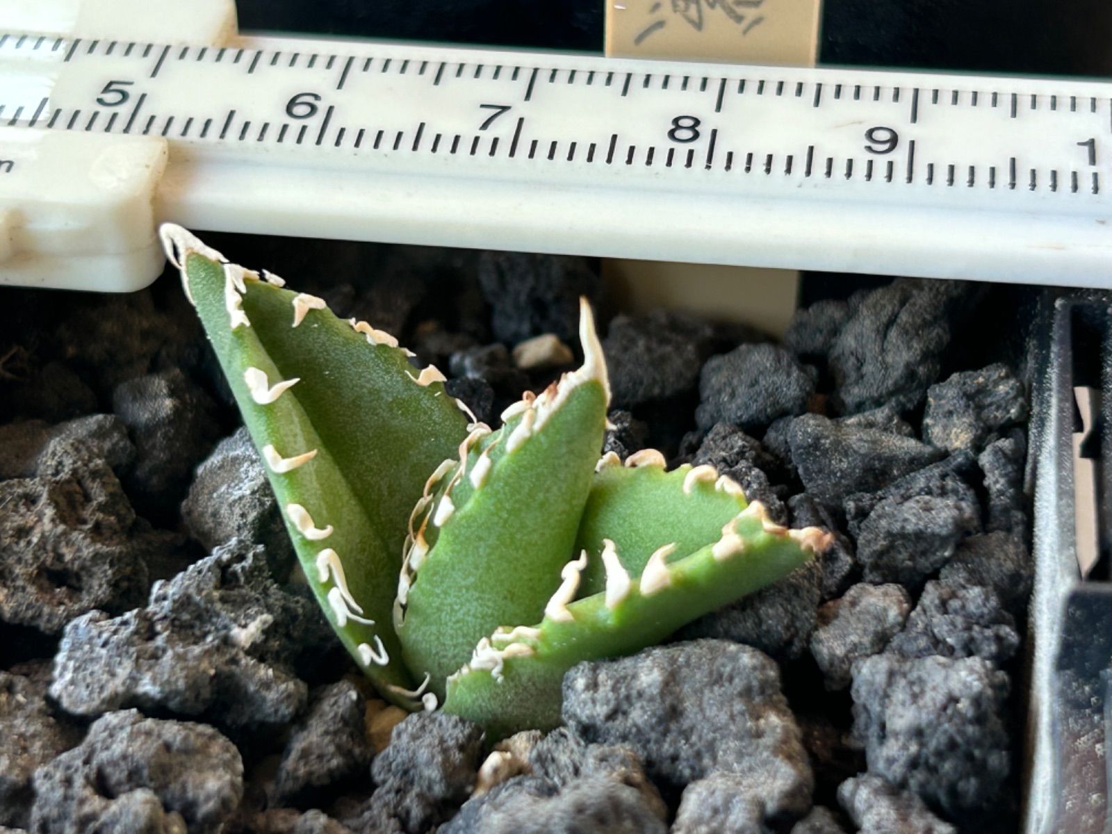 アガベ　リップルエフェクト　子株　右　　マサルページ アガベ サルミアナ リップルエフェクト 子株