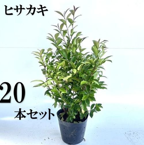 20本セット ヒサカキ樹高0.4m前後15cmポット