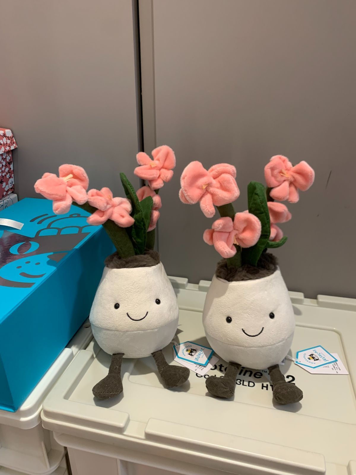 Orchid 小さな鉢植えの蘭