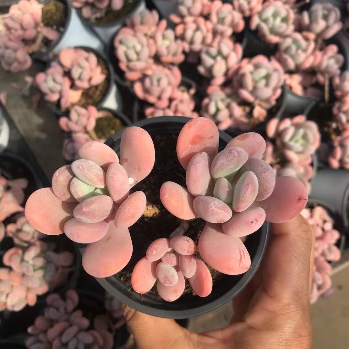 18株の抜き苗セット】星美人 多肉植物 佐川急便発送 エケベリア 韓国苗