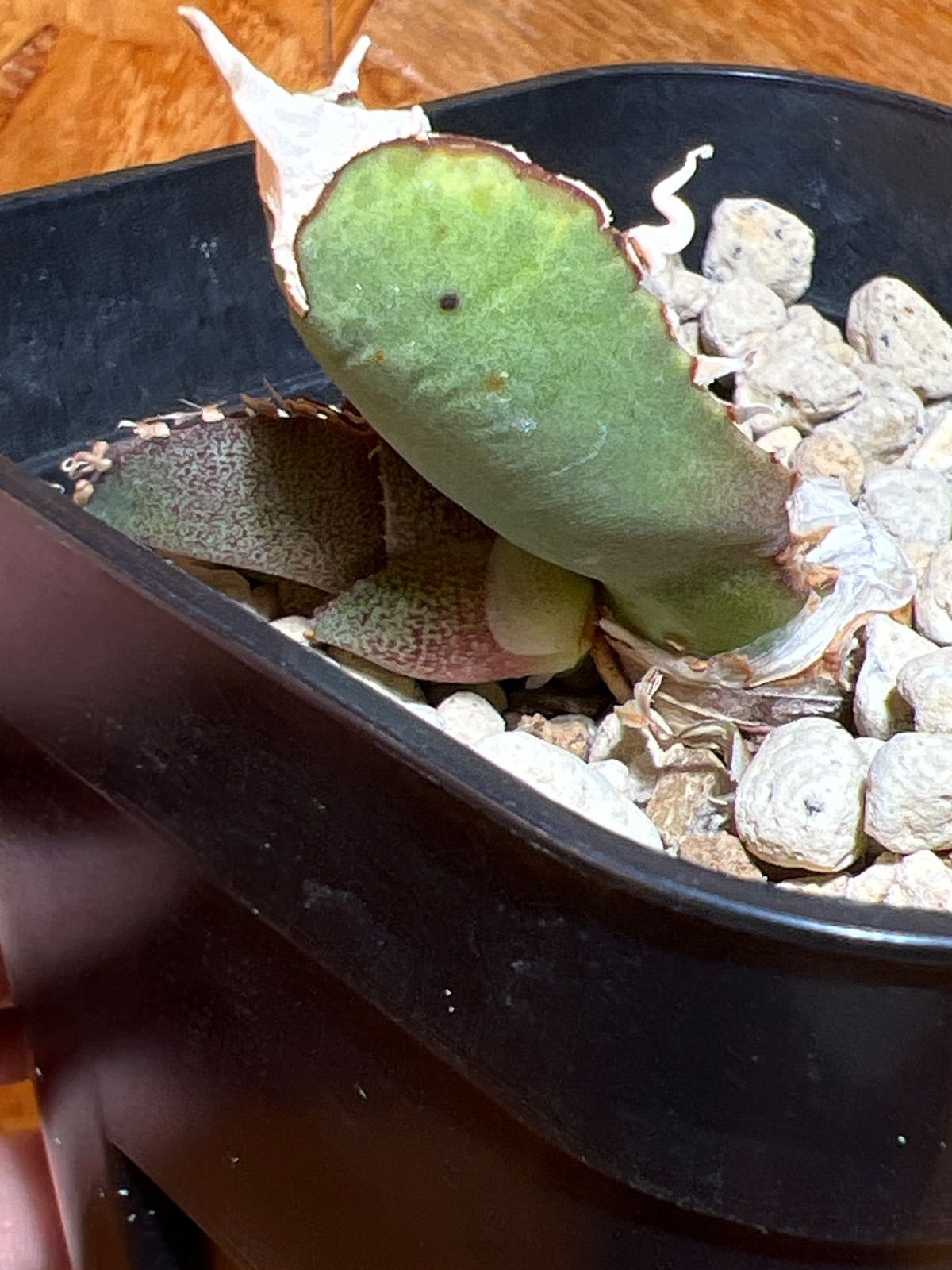 アガベ 台湾ゴジラ アガベ 白幽霊 子株 (台湾ゴジラ) goodtaniku