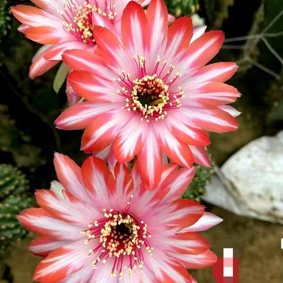 花サボテン【ロビビア】カキコ_M06_954 - メルカリ