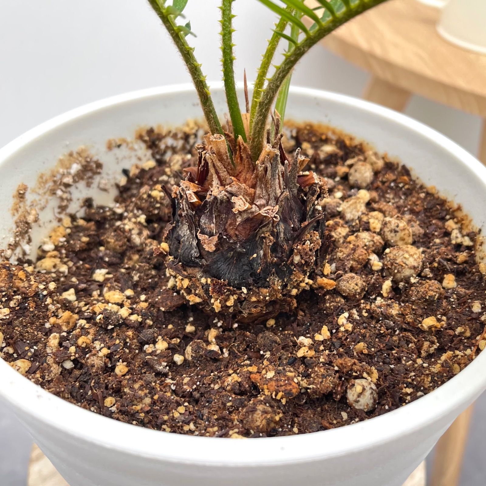 蘇鉄　金環蘇鉄　13【現品】☆希少☆ 観葉植物　ドライガーデン 蘇鉄 金環蘇鉄 13【現品】☆希少☆ 観葉植物 ドライガーデン
