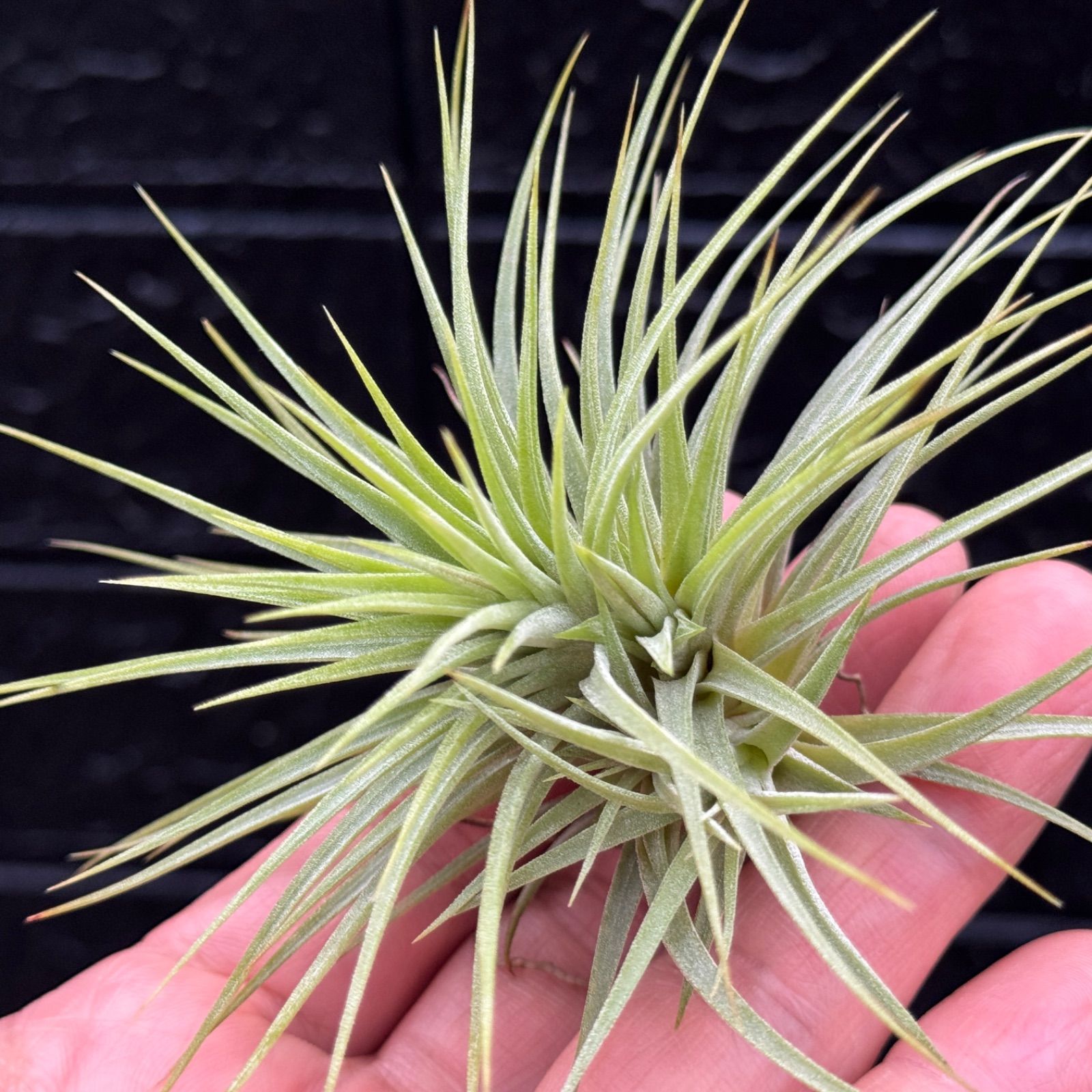 特大＊チランジア イオナンタ ファットボーイ Tillandsia