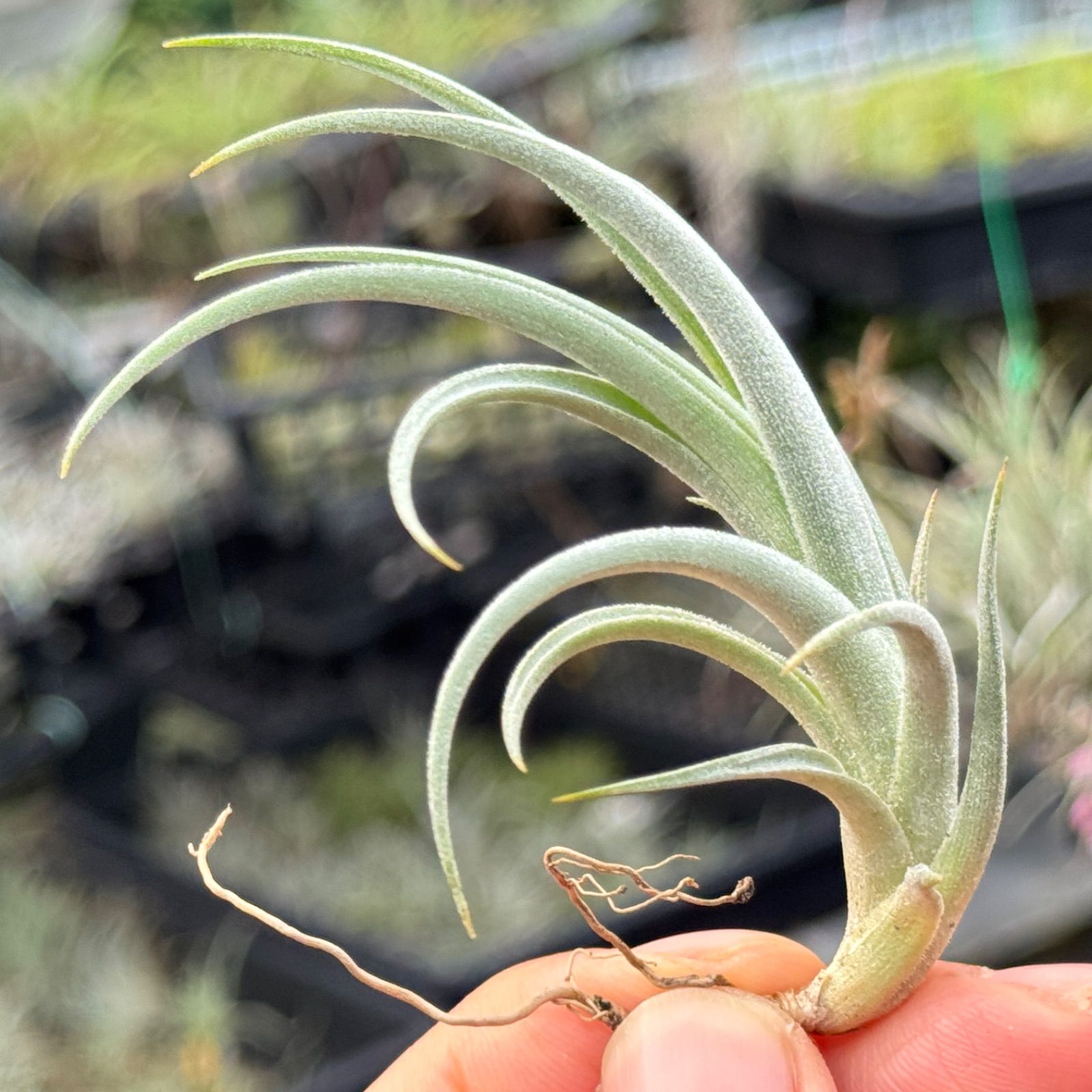 ブロメリア・エアープランツ Tillandsia roseiflora Hybrid Tillandsia roseiflora Hybrid (roseiflora x gardneri