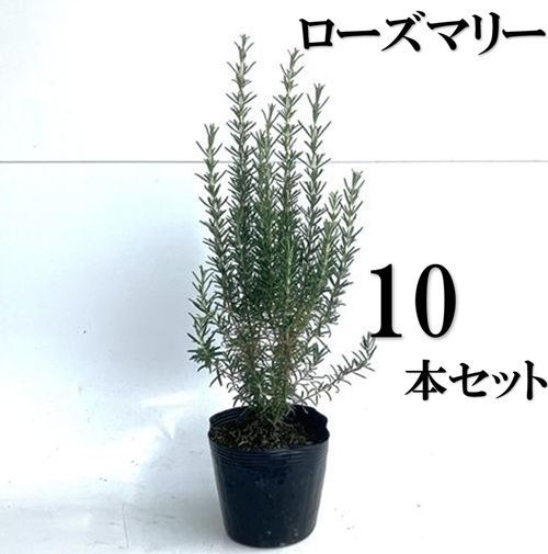10本セット ローズマリー樹高0.4m前後15cmポット