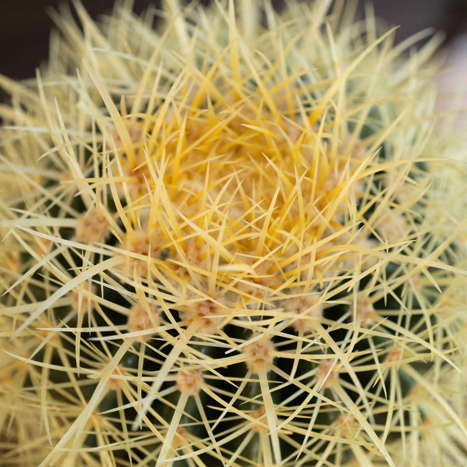 発根済】24cm 金鯱 工場 サボテン 8号 ドライガーデン 金シャチ