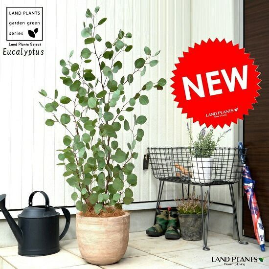 いちご シノワズリ ボックス オリエンタル インテリア アンティーク