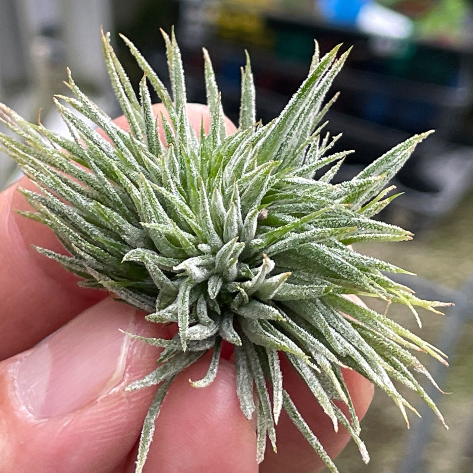 チランジア イオナンタ モンストローズ Tillandsia ionantha Monstrose 