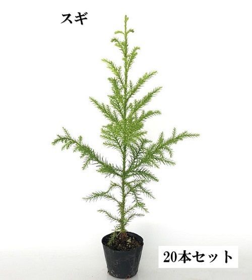 【20本セット】スギ樹高0.5m前後10.5cmポット