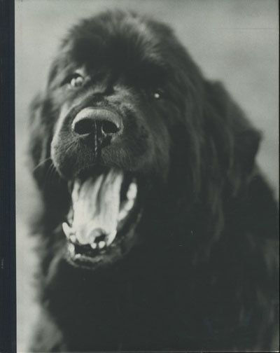 Bruce Weber Gentle Gians