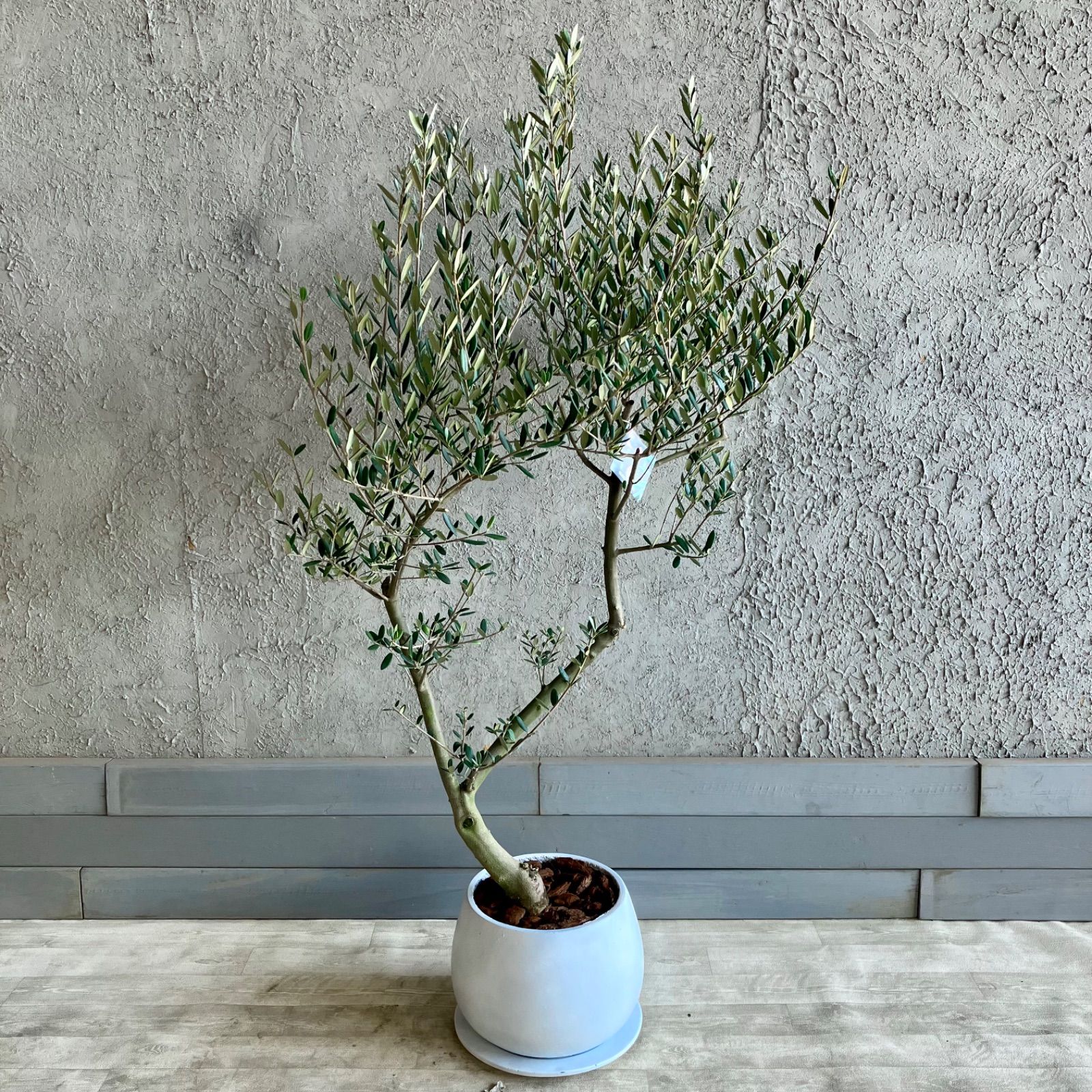 厳選された植物と鉢】美形 オリーブの木 souju マンザニロ 人気 8号