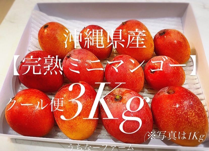 限定！クール便込価格【完熟ミニマンゴー(大玉有り)】3Kg(30個前後)