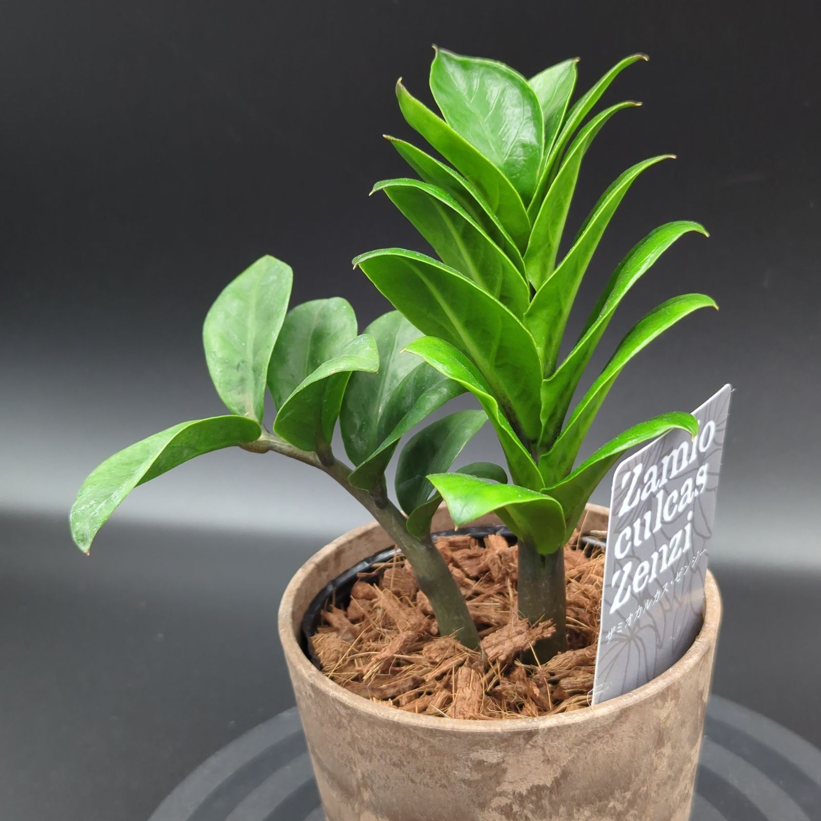 希少❗️ボリューム大❗️ザミオクルカス ゼンジー✨ 観葉植物 本物