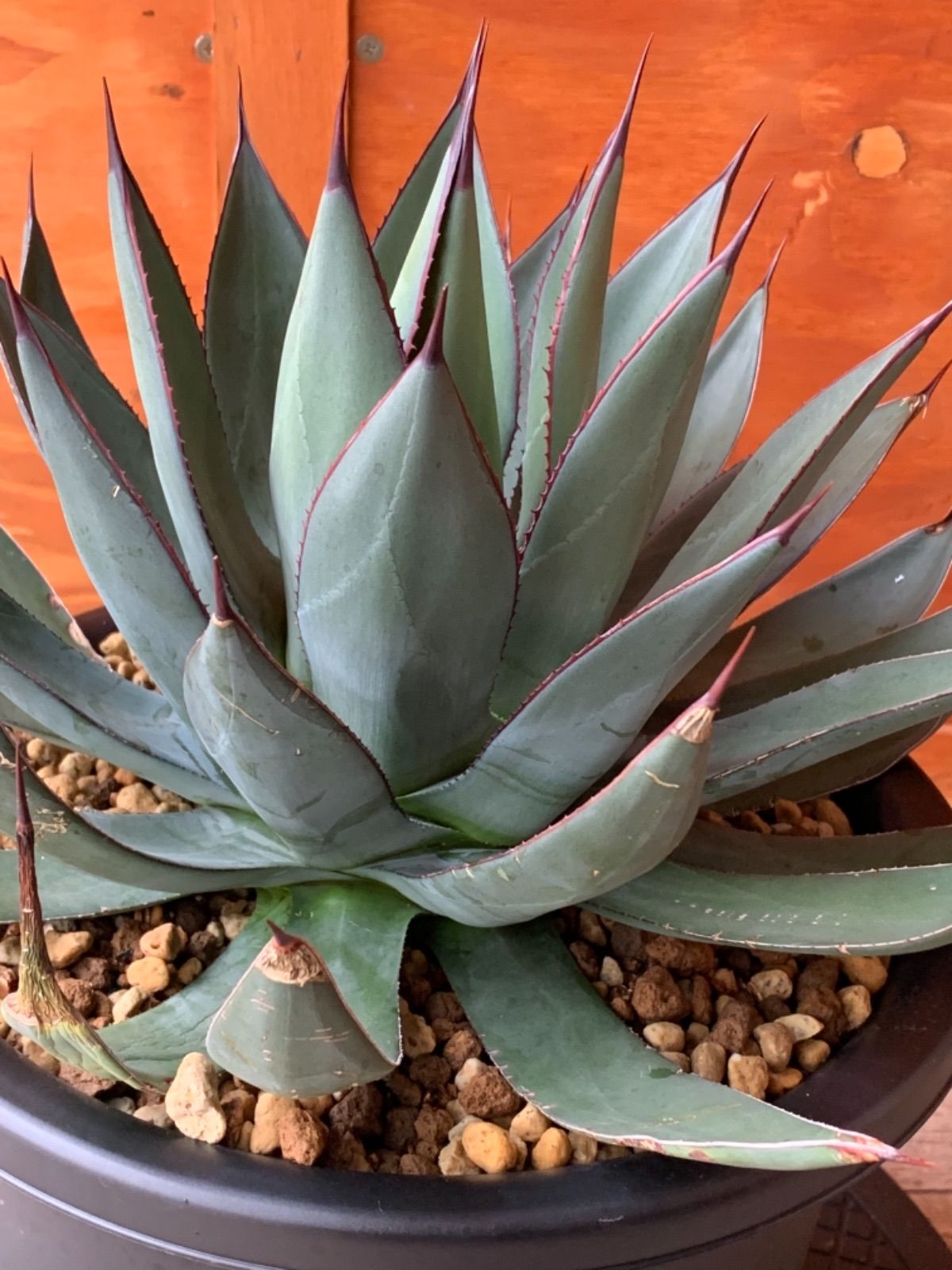 【現品】アガベ・リトルシャーク　ブルーエンペラー　ロイヤルクラウン　10号　S4 アガベ』【リトルシャーク】 : 【My Favorite Plants】