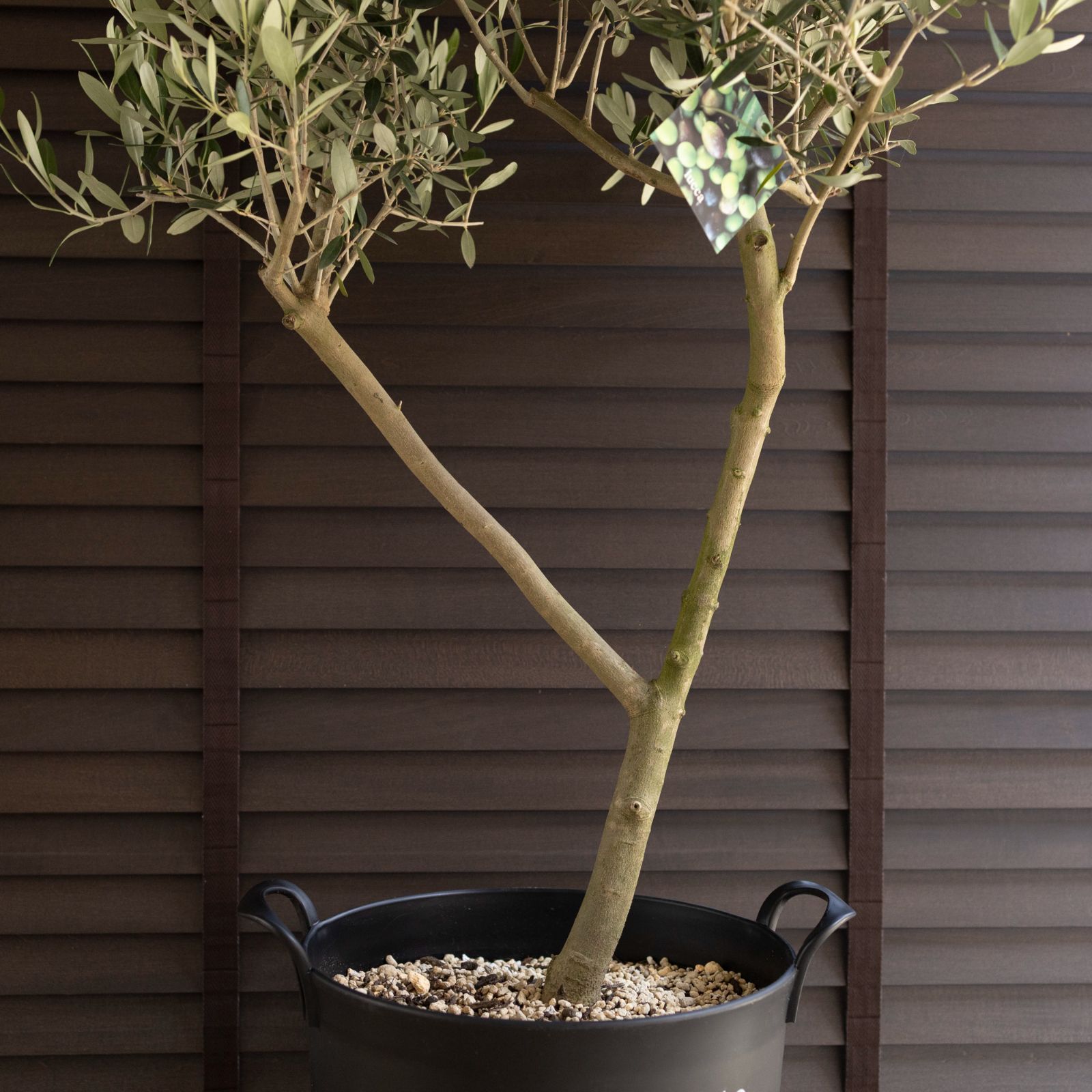 オリーブの木 souju トピアリー仕立て souju オリーブ スタンド仕立て