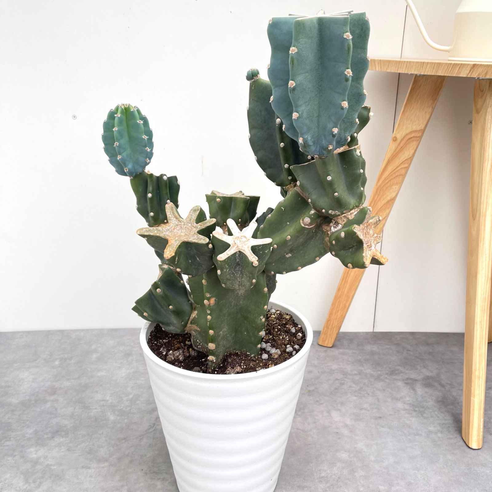 観葉植物