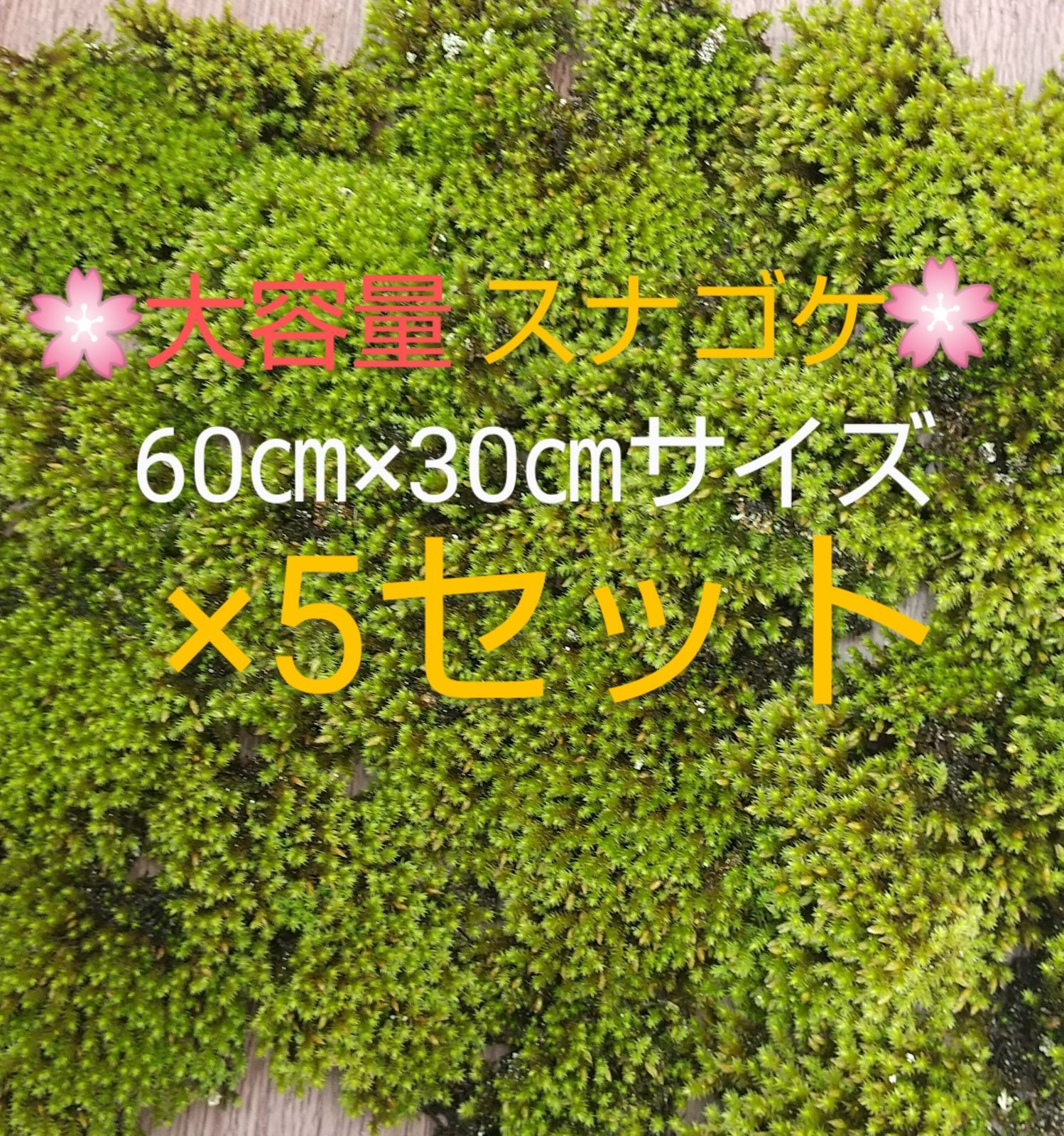 大容量スナゴケ60㎝×30㎝×5セット・盆栽・テラリウム素材・植木周りに補充-