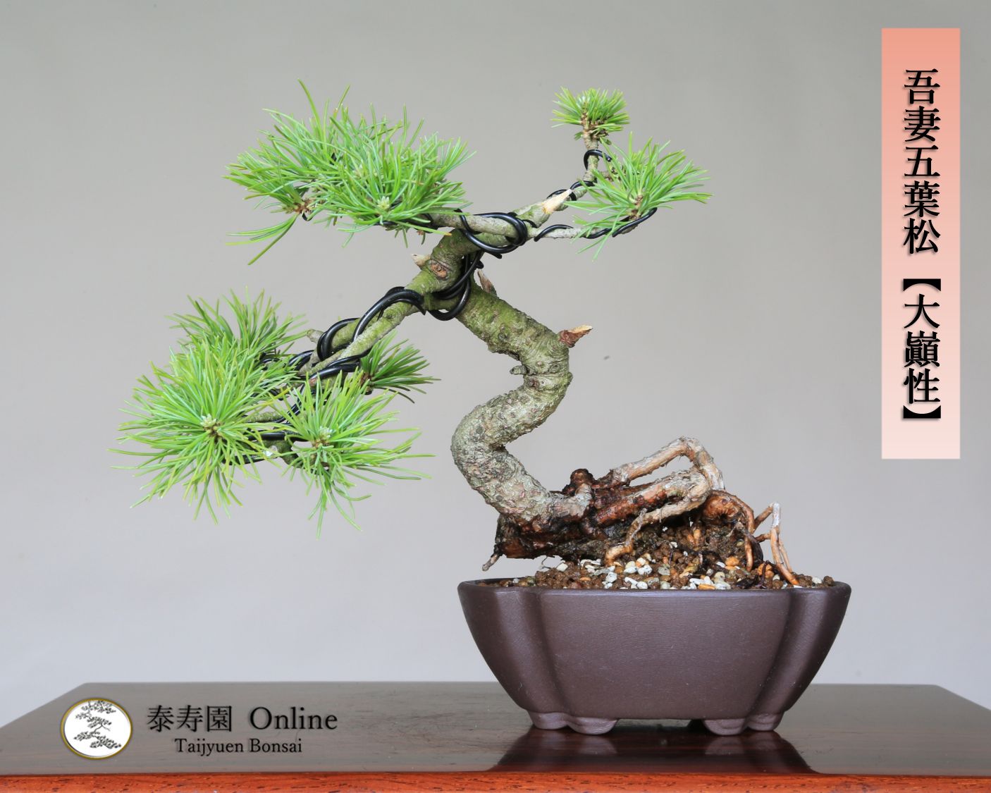 吾妻五葉松 大巓性 ダイテンショウ 実生 根上り 小品盆栽 泰寿園 Online 現品 盆栽 松柏 室内 鑑賞 趣味 卓上盆栽 盆栽鉢 グリーン 和 ギフト プレゼント 贈答品 ミニ盆栽 誕生日 母の日 父の日 敬老の日 記念日 お祝い 41