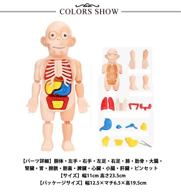 人体模型 おもちゃ 内臓 パーツ取り外し可能 教材 直立 誕生日