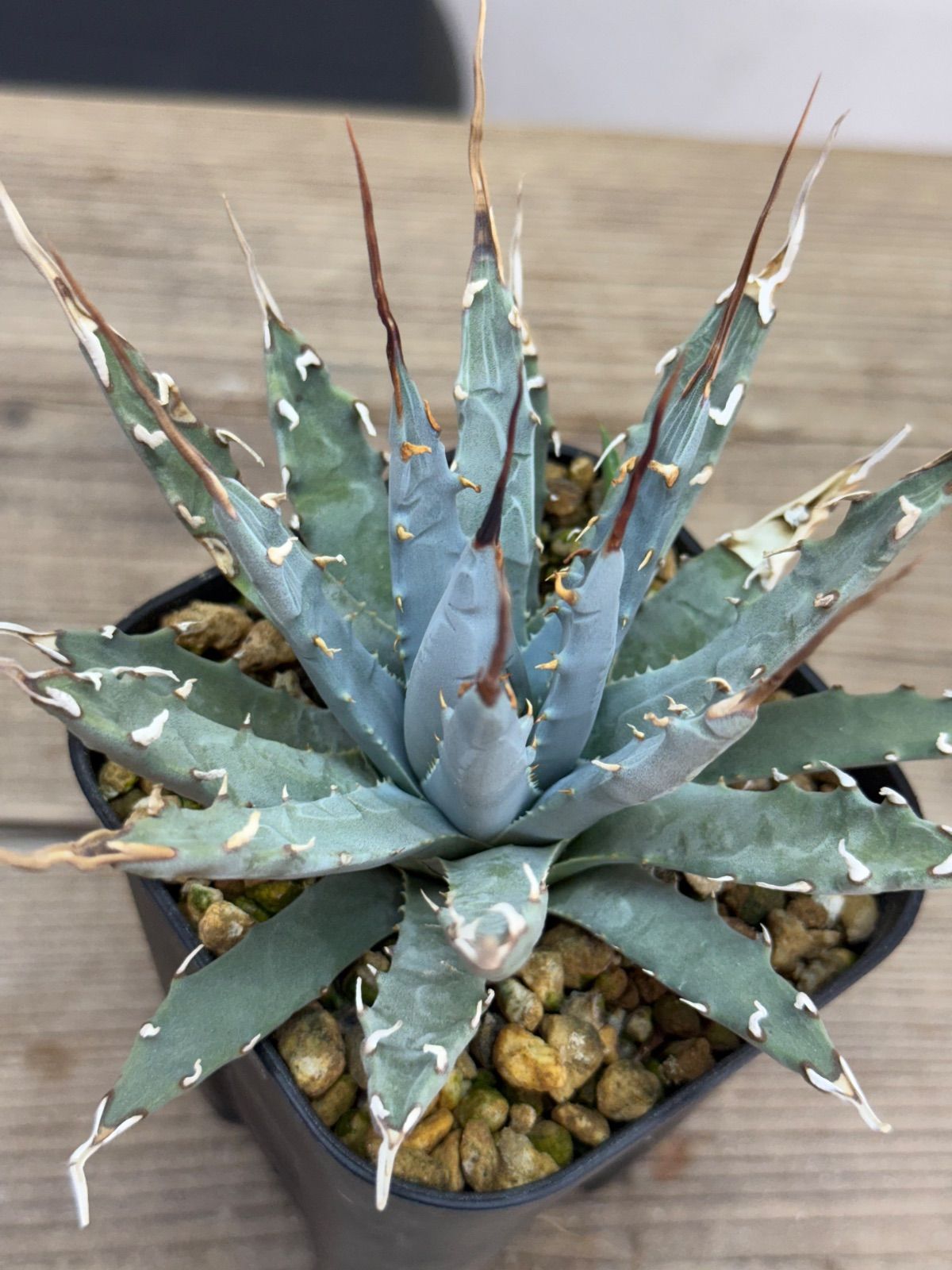 55 ユタエンシス エボリスピナ 現地株 ベアルート 陽炎 アガベ 子株付き 子株付き】アガベ ユタエンシス エボリスピナ 陽炎【発根済】 55