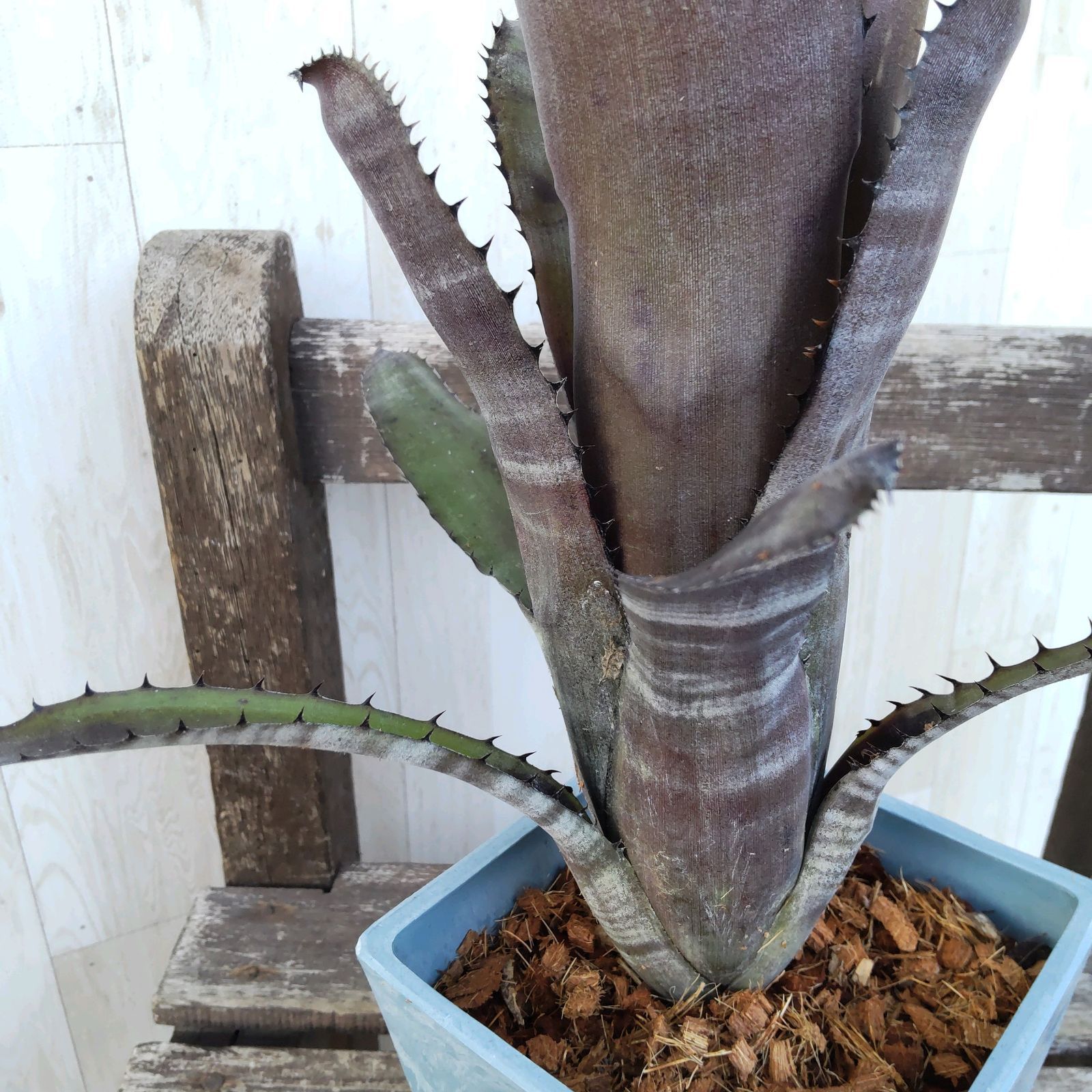 2株立 ビルベルギア・ガーダ Billbergia Gerda