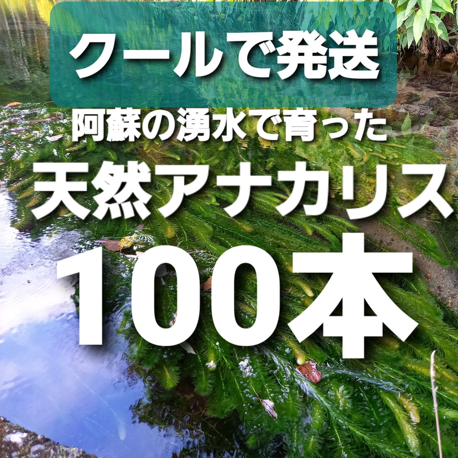 100本以上 阿蘇の湧水で育った水草 天然アナカリス - 魚用品・水草