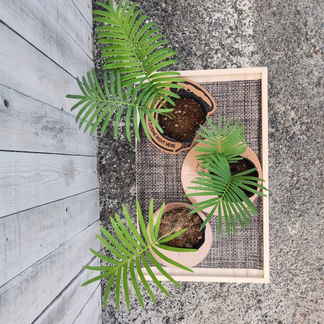 サイカス　タイシルバー　５号鉢つき　3株セット❗　④ ソテツ】【鉢ごと発送】 タイシルバーソテツ3鉢セット Cycas sp.silver