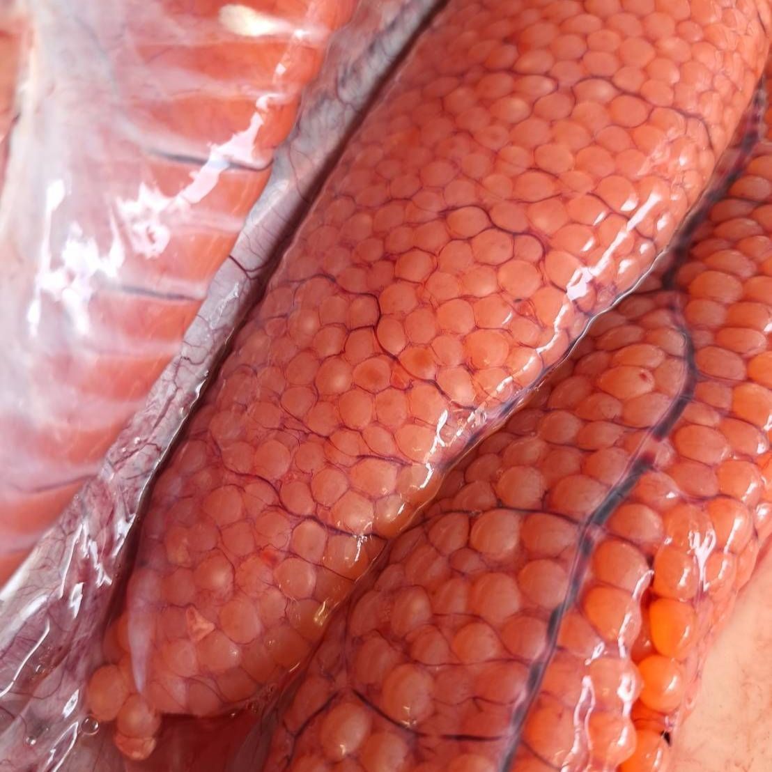 新物 北海道産 生筋子1kg 予約販売