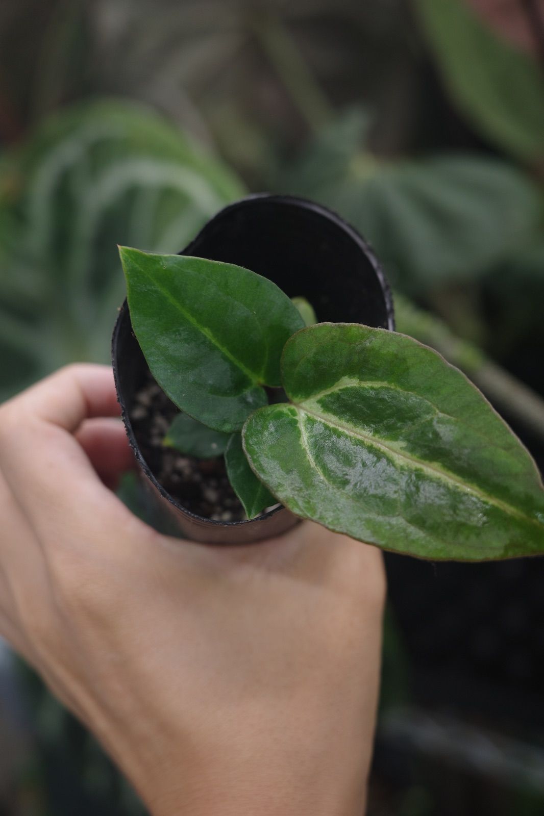 ソテツ 蘇鉄 2【現品】ドライガーデン 観葉植物 屋外 6号 蘇轍 ソテツ