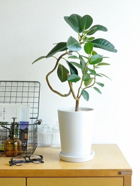 フランスゴム（大葉曲がり） 白色 スリム型 トール陶器鉢 S字曲がり