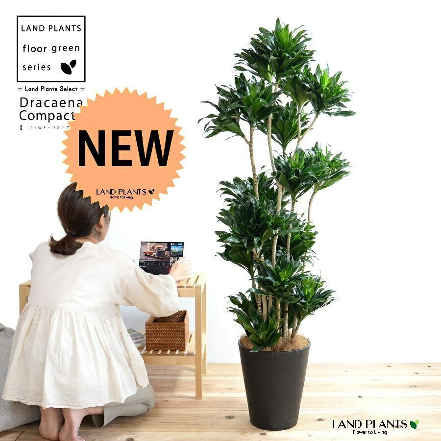 rawlifefactory鉢鞍馬木賊刈KD rlf