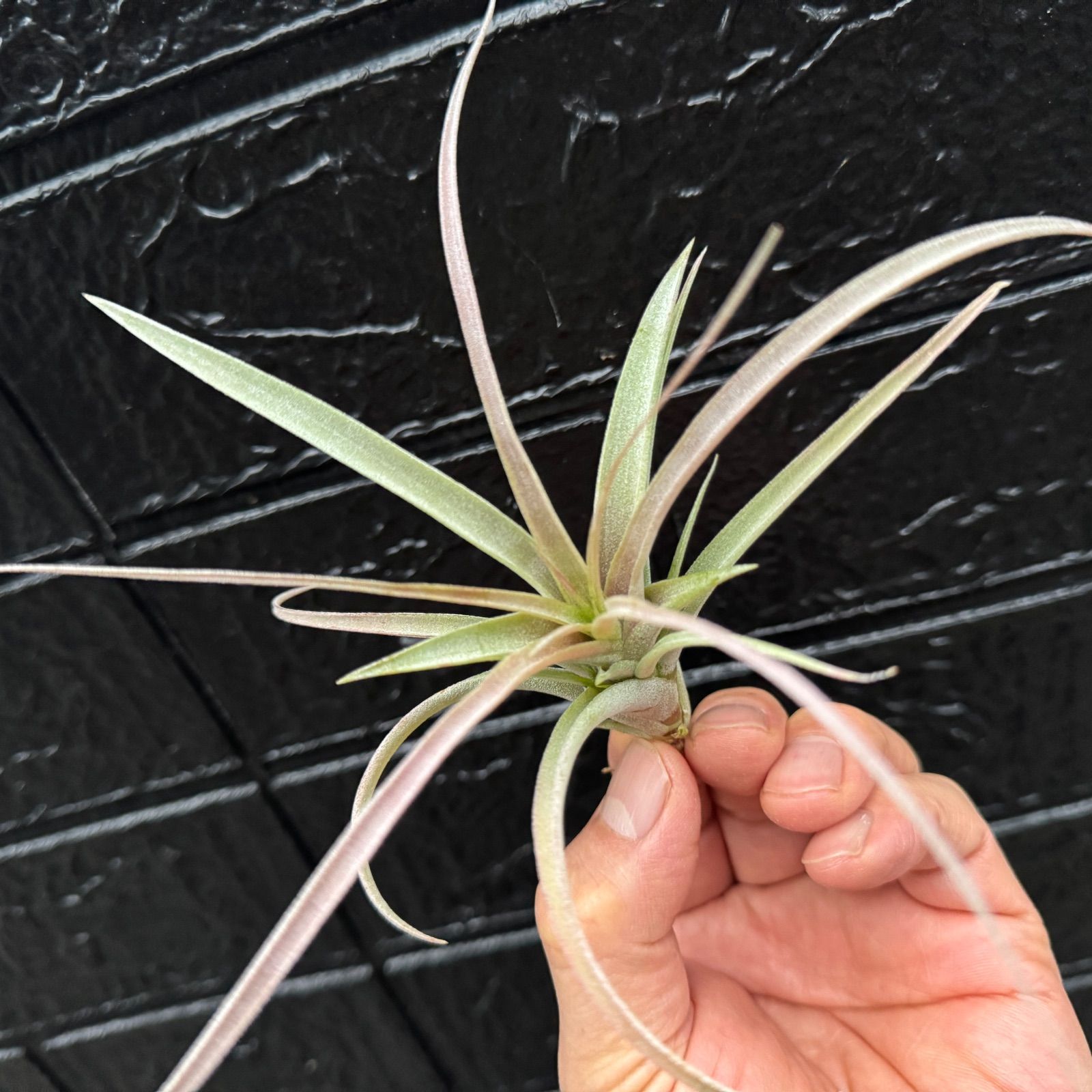 大＊ チランジア キセログラフィカ × ブラキカウロス Tillandsia