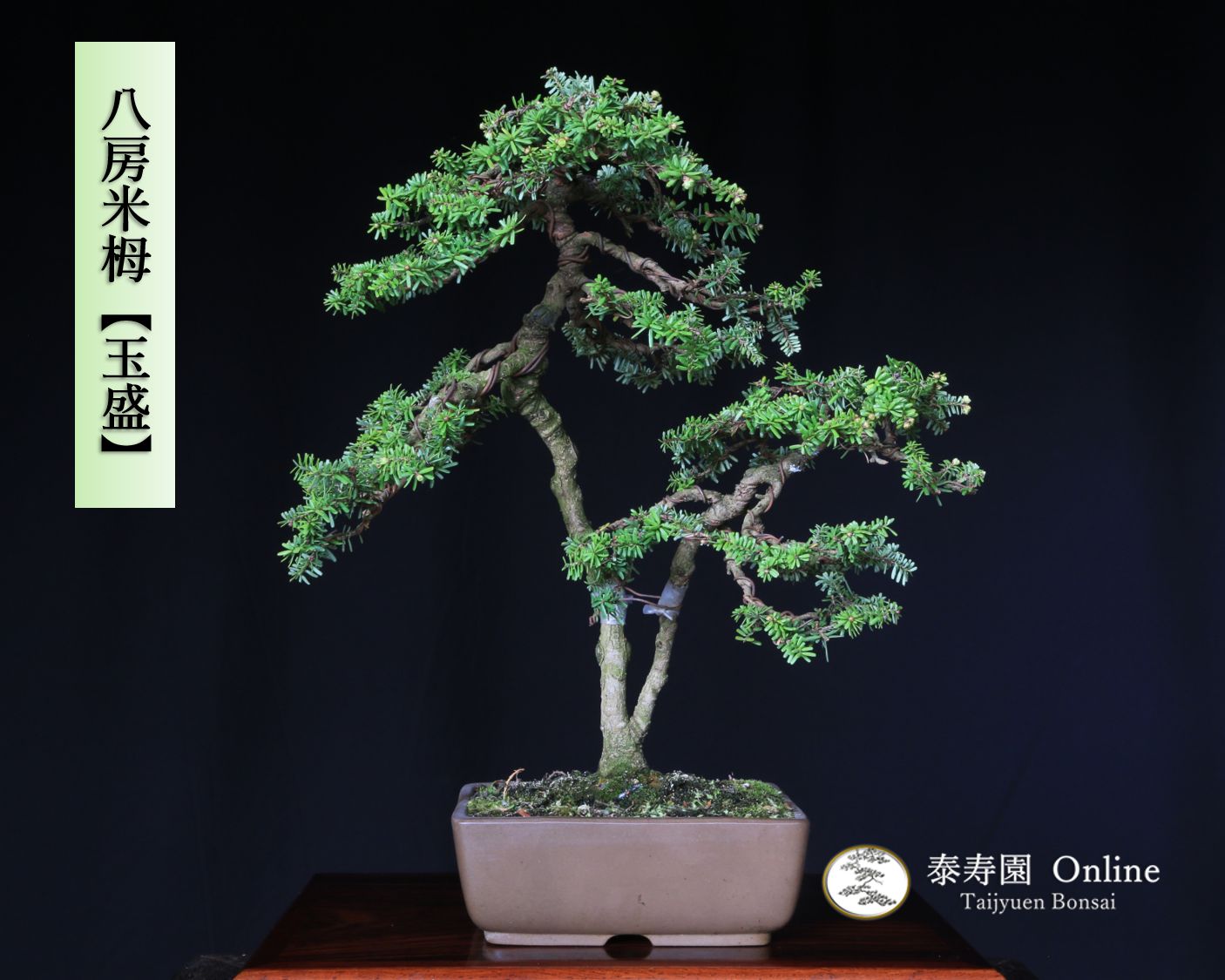 八房米栂