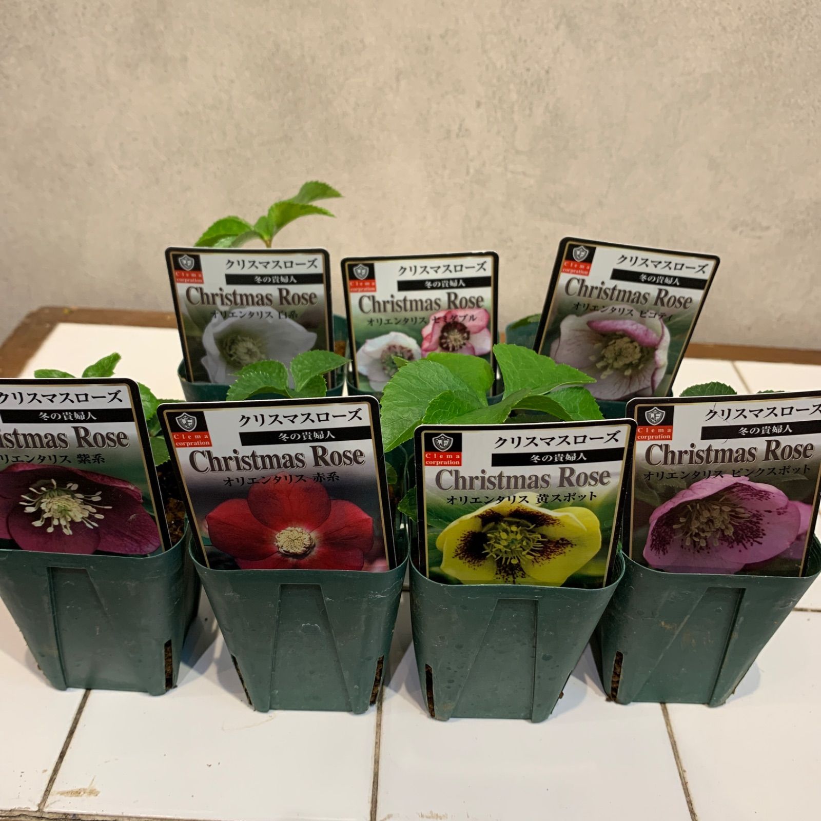 かのん⭐︎ポット発送メルカリ便❤️スペシャル価格❤️840クリスマスローズ Amazon.co.jp: 【クリスマスローズ】 アンジェリエ （八重咲き） 3号