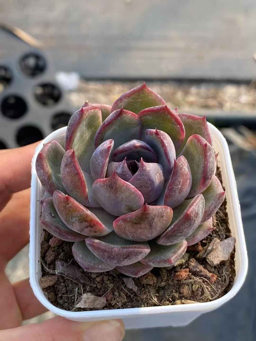 リミテッド エディション ローズ ラデュレ ☆ レメルヴェイユーズ