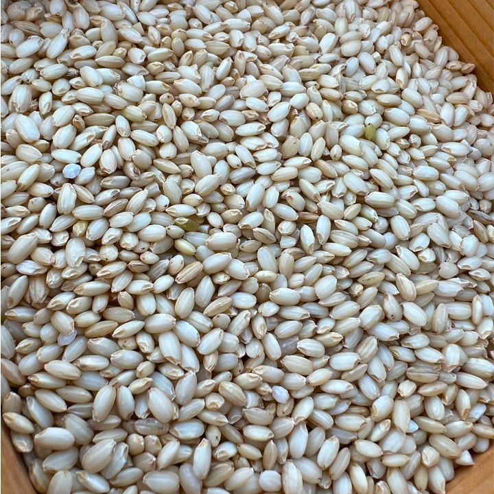 専用出品 令和5年度産 わたぼうし(もち米)